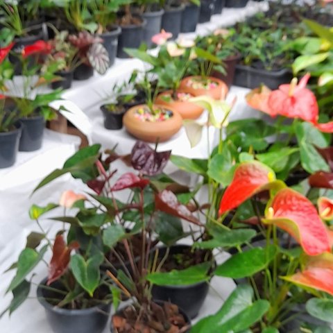 වෙළඳ ප්‍රදර්ශනය 2025